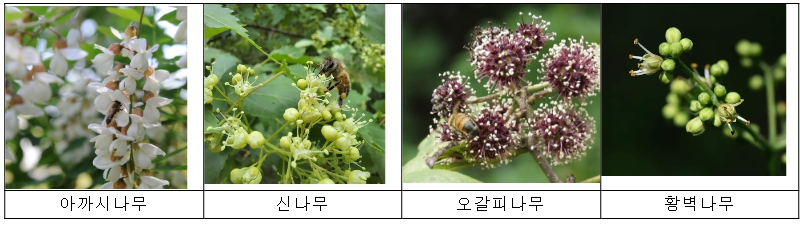 농촌진흥청, 기관 간 협업…꿀벌·생태계 보전 위해 ‘밀원수’ 심어