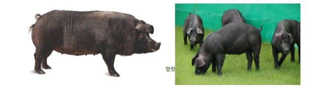 농촌진흥청, ‘삼겹살 데이’, 한국형 흑돼지로 색다르게 즐겨요