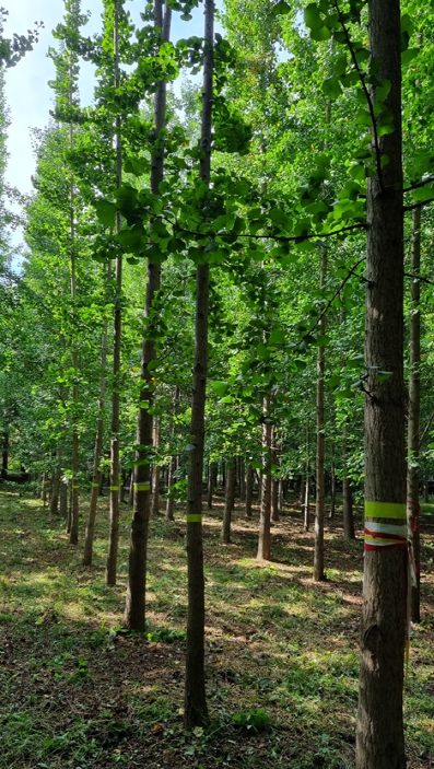 국립산림과학원 도심 가로수용 은행나무 신품종 개발