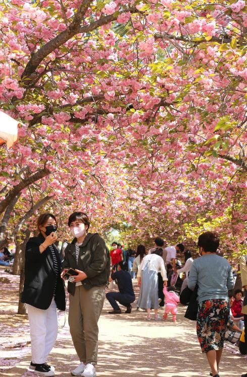 경주시 올해 벚꽃 놓쳤다면···“네비에 ‘경주불국공원’을 치세요”