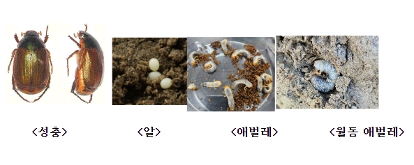 [농촌진흥청]간척지 해충 ‘다색줄풍뎅이’ 성충 되기 전 방제해야