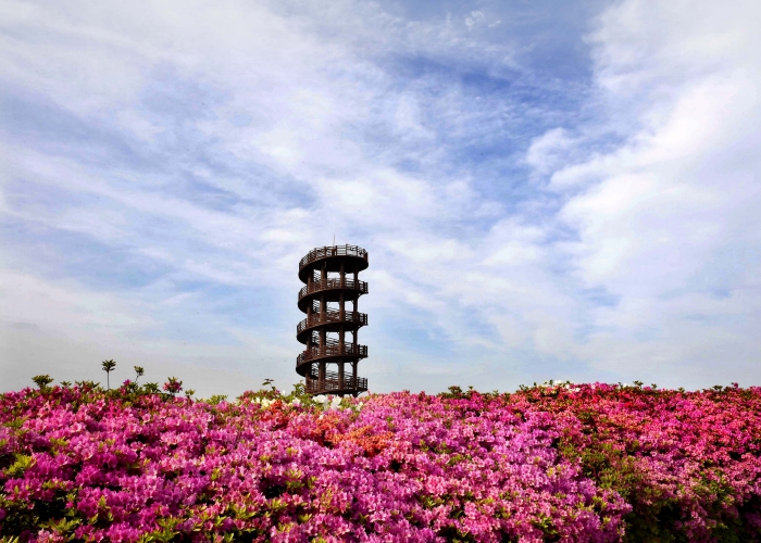 형형색색 꽃대궐, 시흥 갯골생태공원엔 봄꽃 향기 ‘넘실’